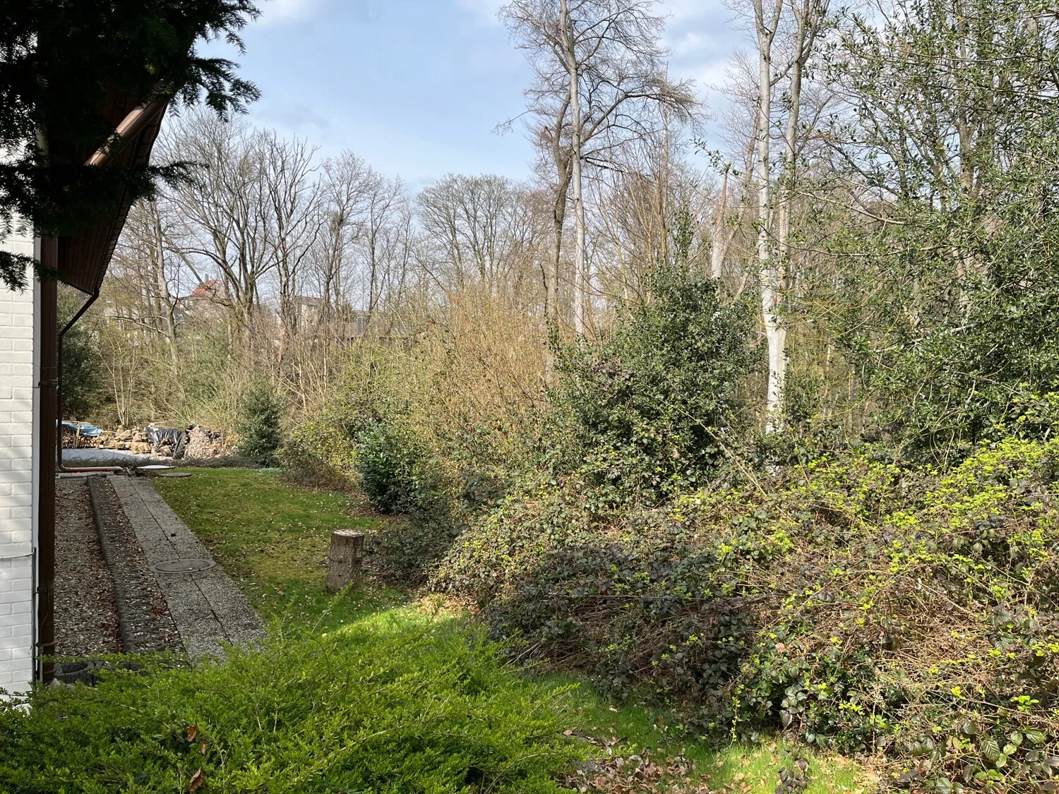 Blick in den Wald