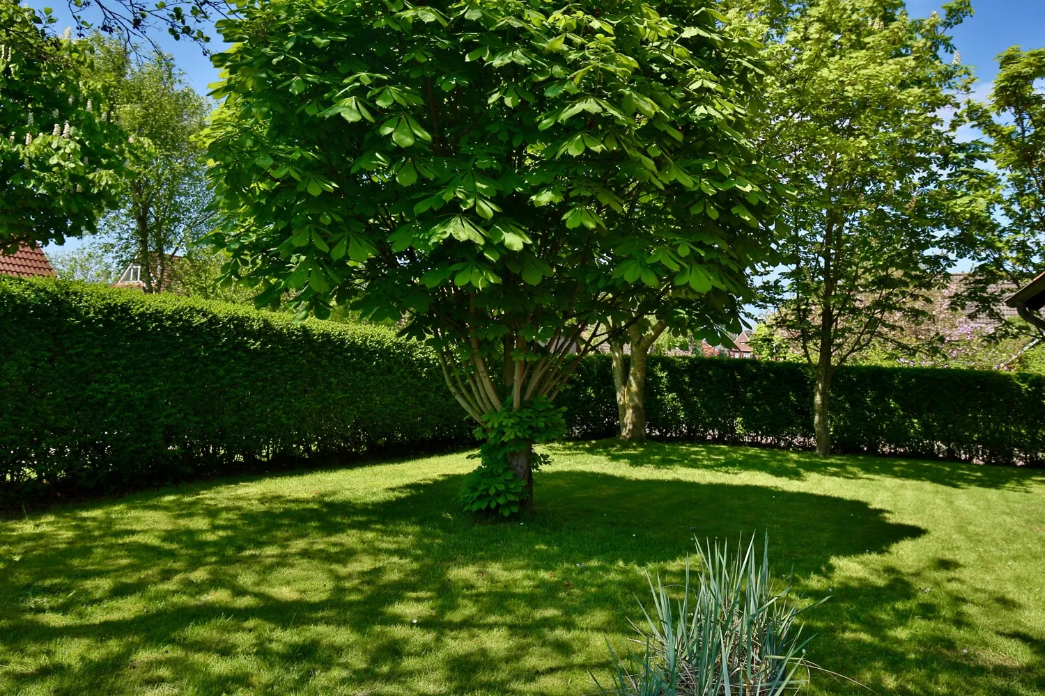 Gartenblick seitlich