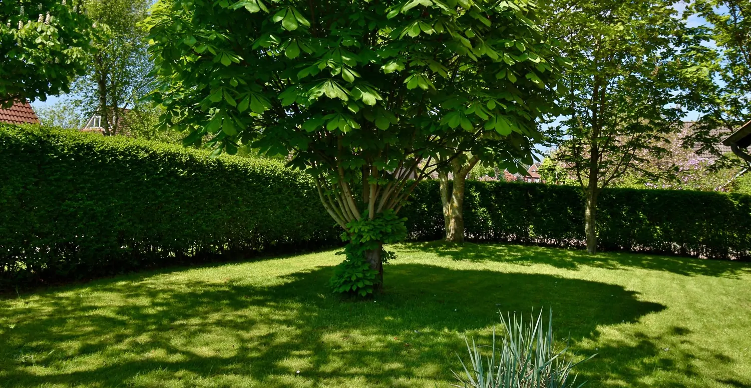 Gartenblick seitlich