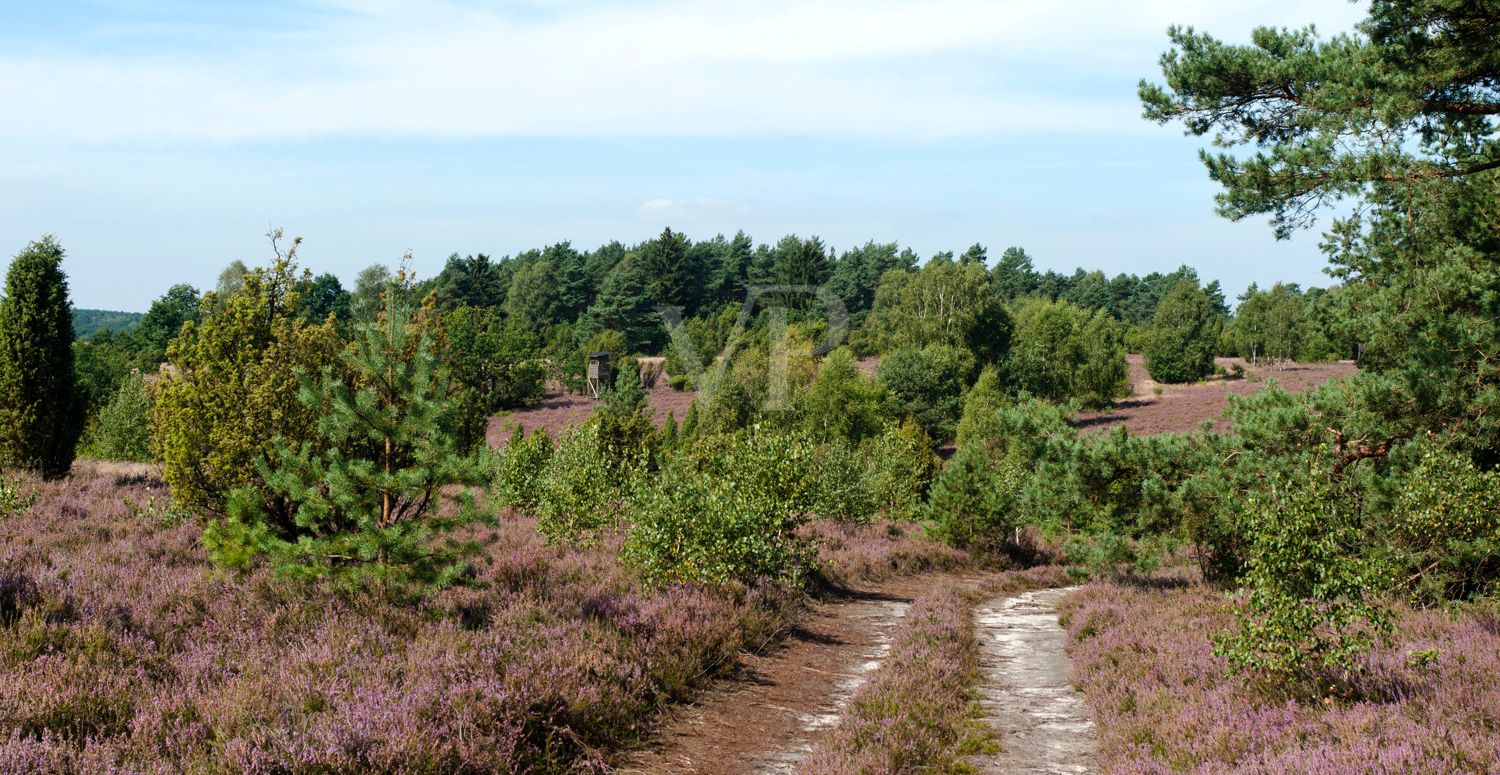 Heidebild_Schillohsberg_Lutterloh