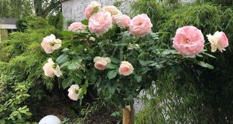 von_poll_real_estate_property_24116008_image_21
