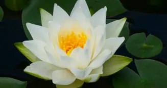 von_poll_real_estate_property_25032011_image_18