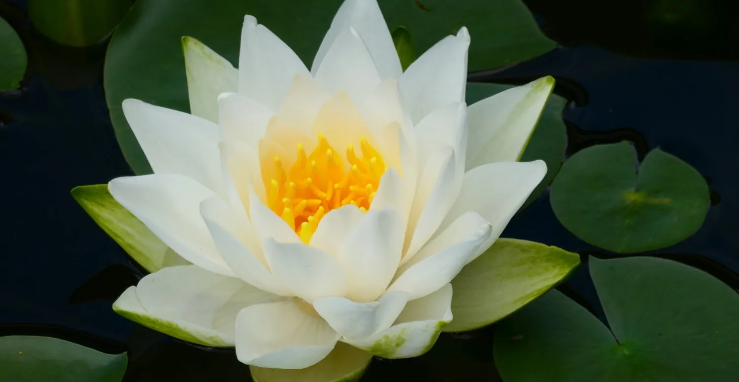 Privates Paradies mit Seeblick – Villenhälfte mit Charme, Stil und Lebensqualität