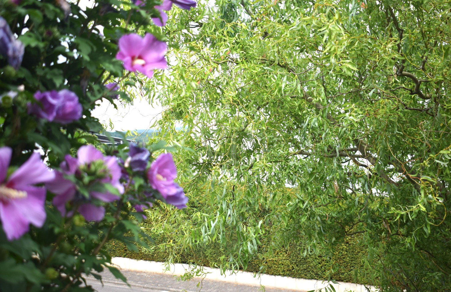 Blick zur Strasse
