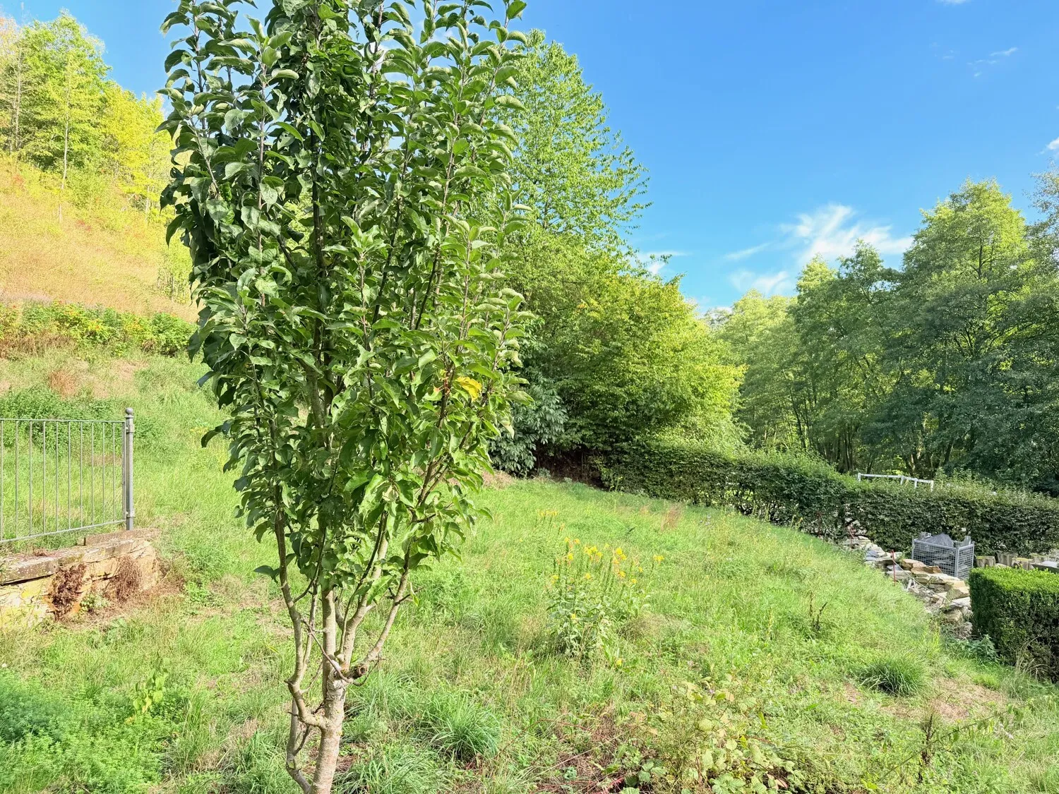 Wiesen