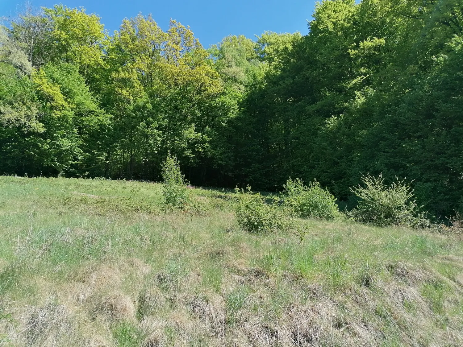 Erschlossenes Baugrundstück mit Donaublick und Baugenehmigung