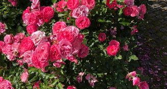 von_poll_real_estate_property_25345013_image_11