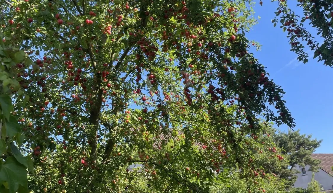 Obstbaumbestand Mirabellen