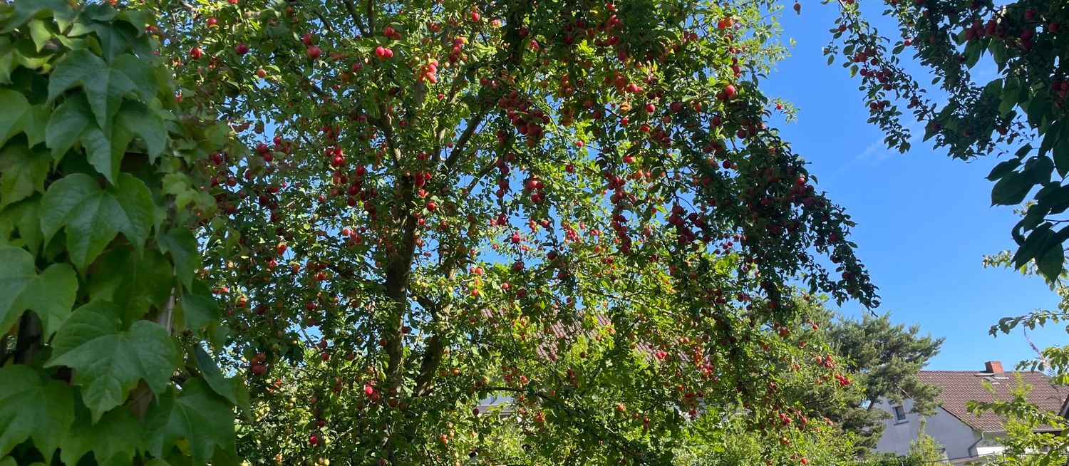 Obstbaumbestand Mirabellen