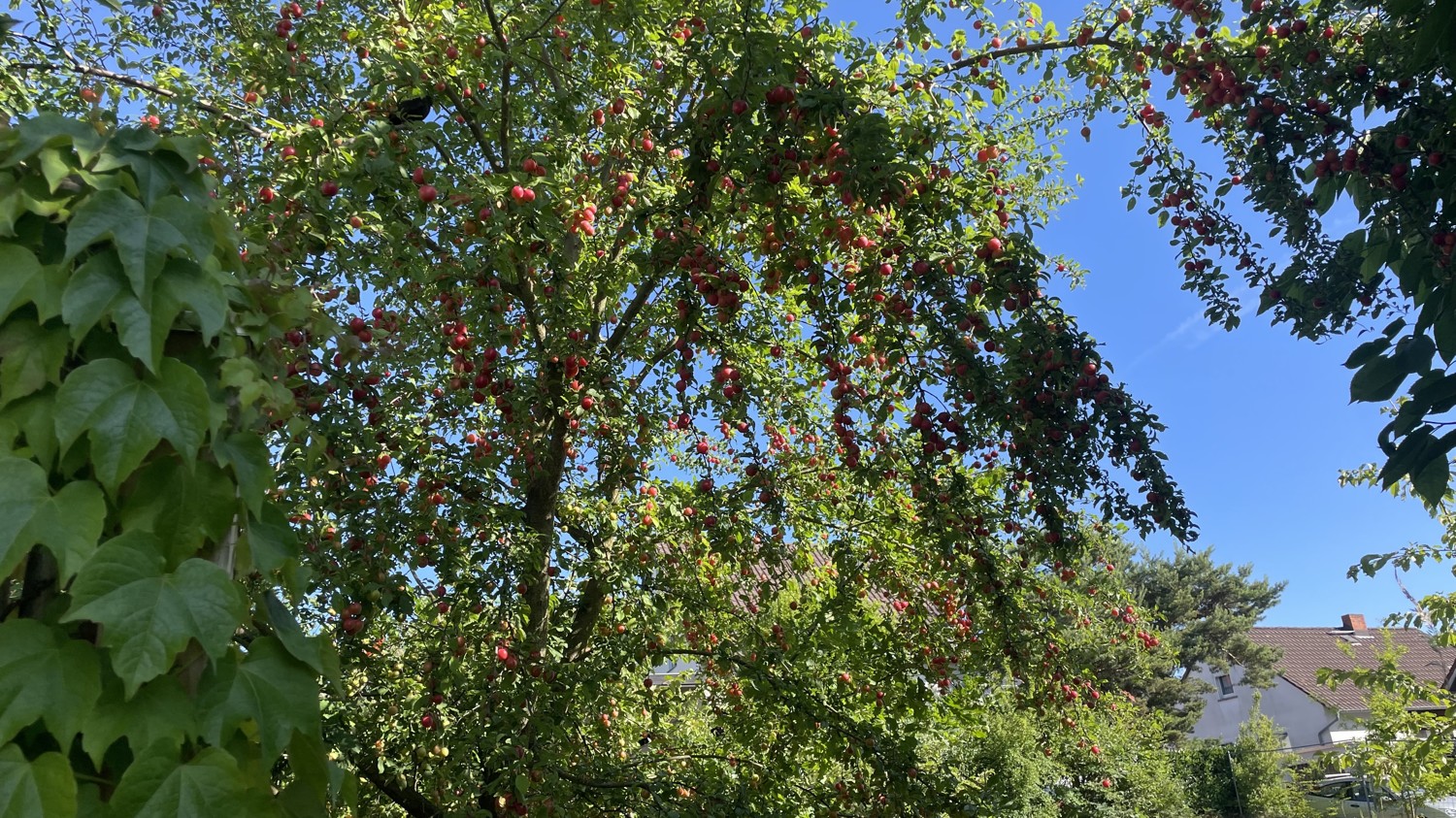 Obstbaumbestand Mirabellen