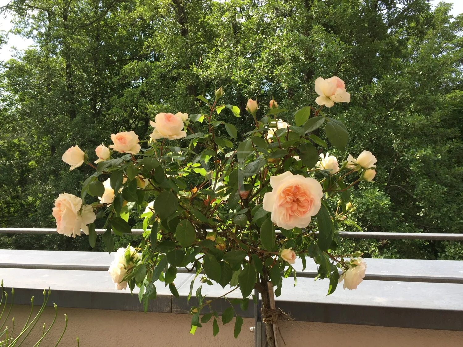 Blick von der Dachterrasse