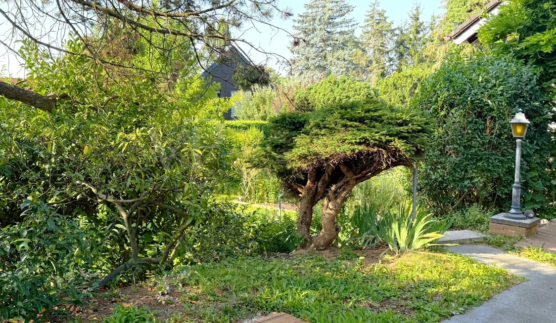 Blick in den Garten