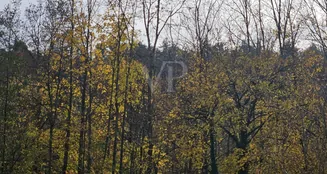 von_poll_real_estate_property_25002096_image_2