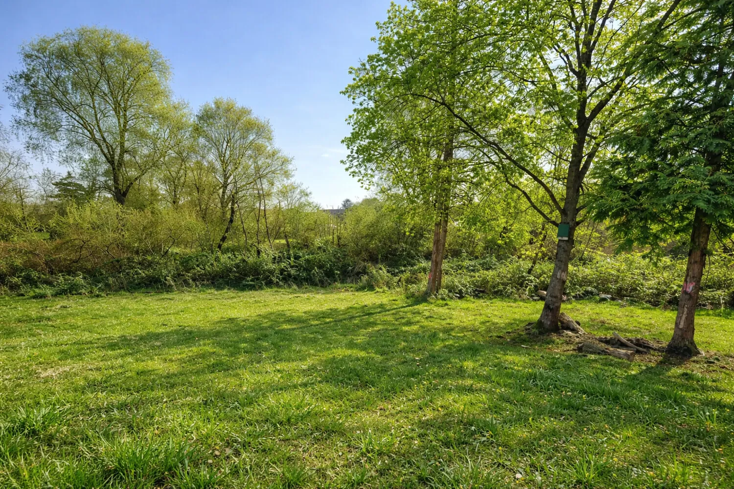 Blick auf den Wald