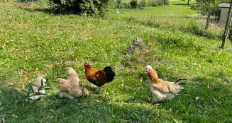 von_poll_real_estate_property_25062031_image_16