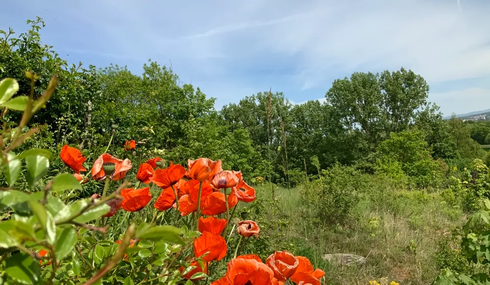 Traumhafter Bauplatz zwischen Limburg und Diez.