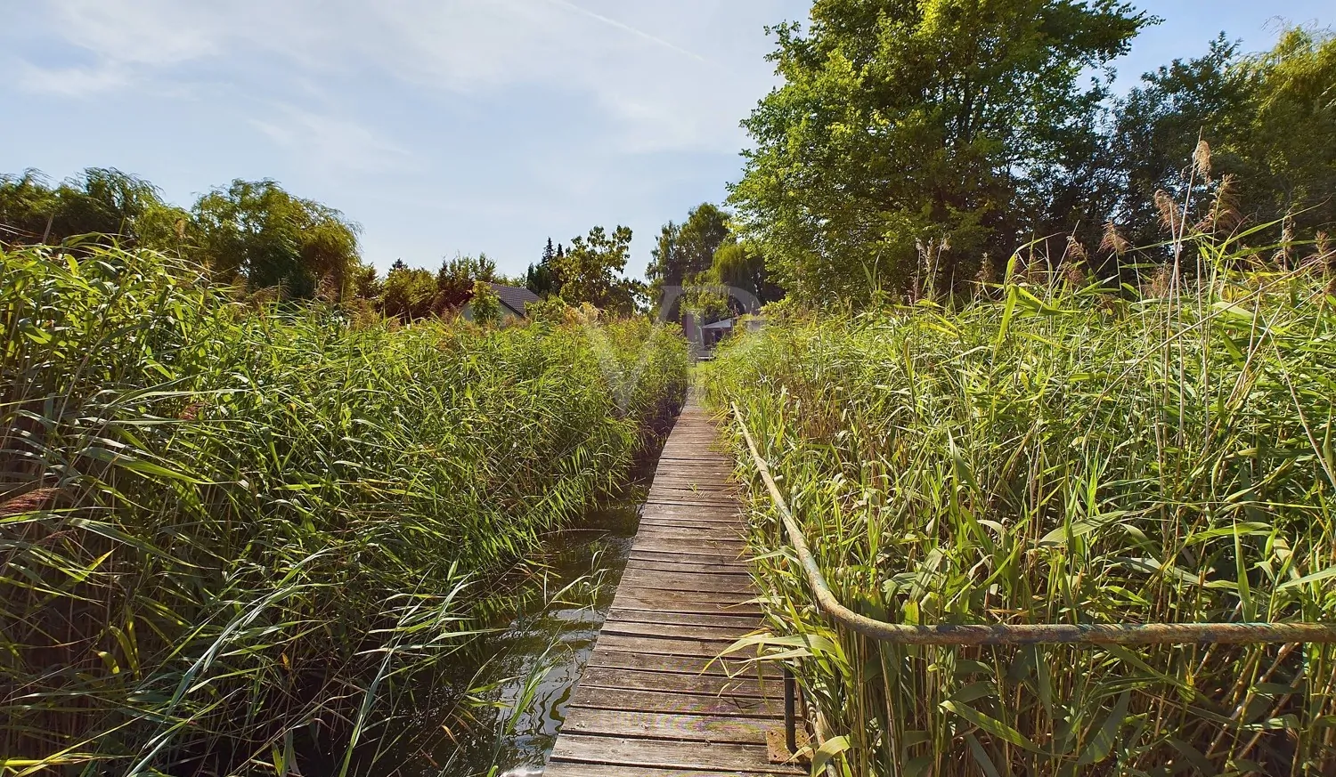 Blick vom Steg Richtung Uferzone
