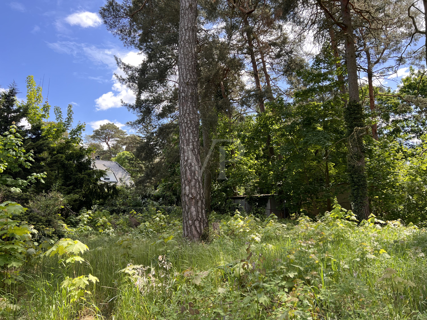Baumbestand und Buschwerk