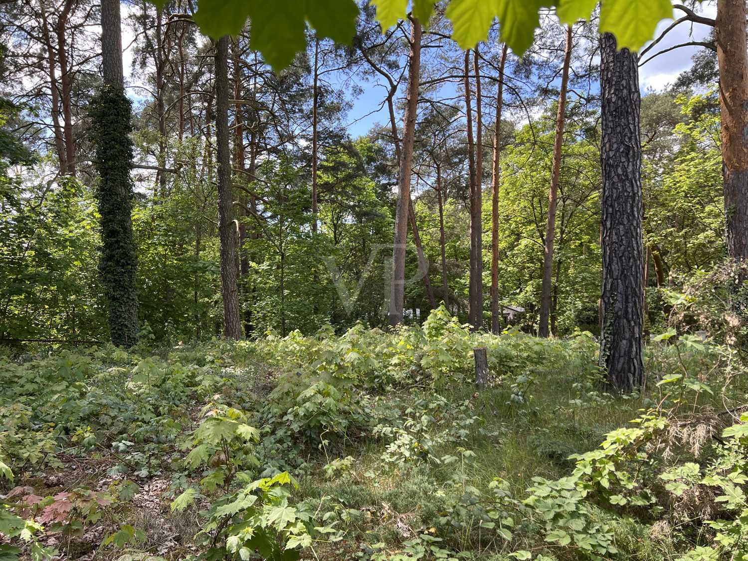 Kiefernbestand und Buschwerk