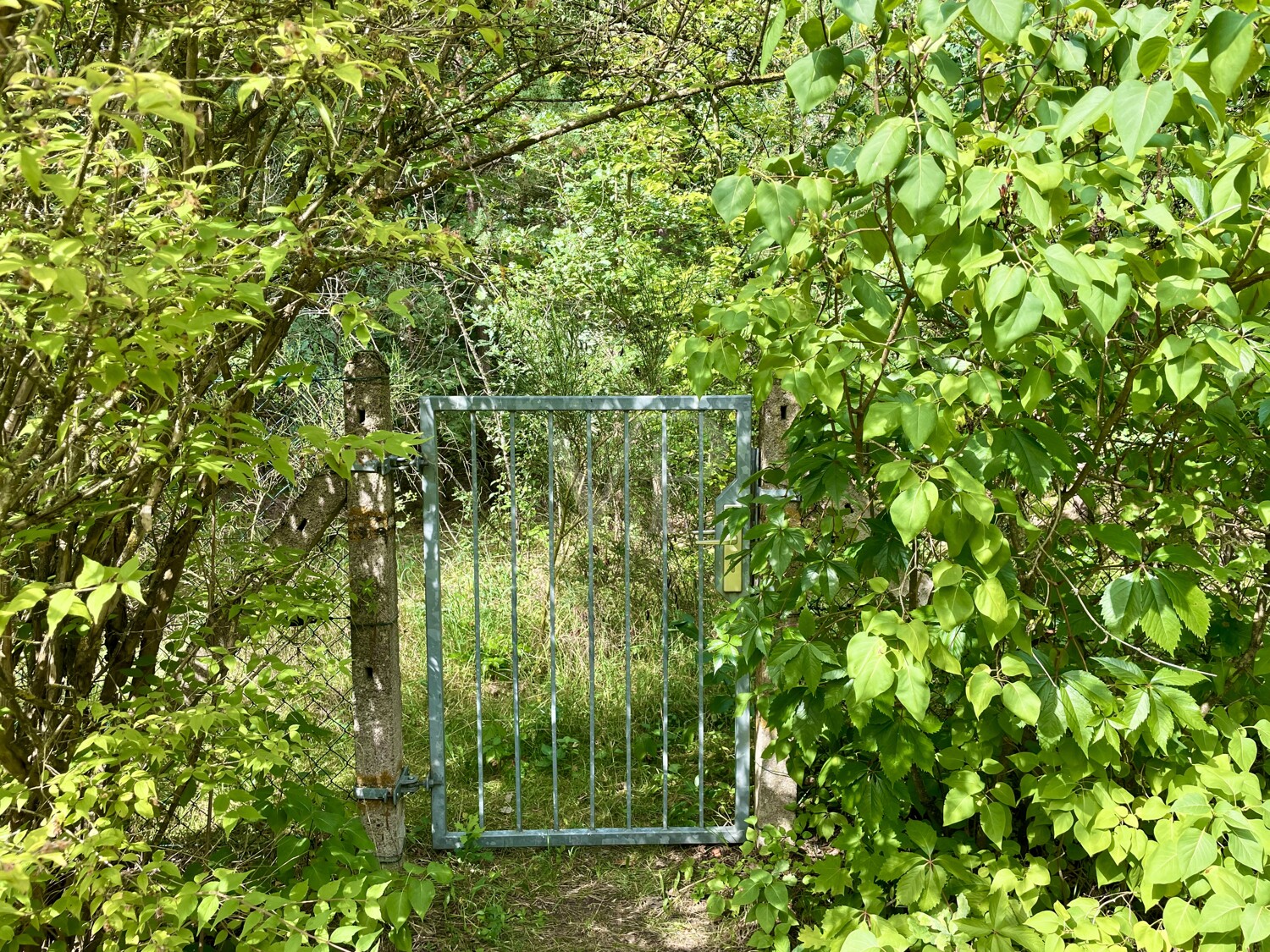 hinterer Zugang zum Wald