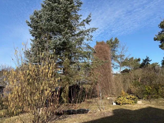 Teich im Garten
