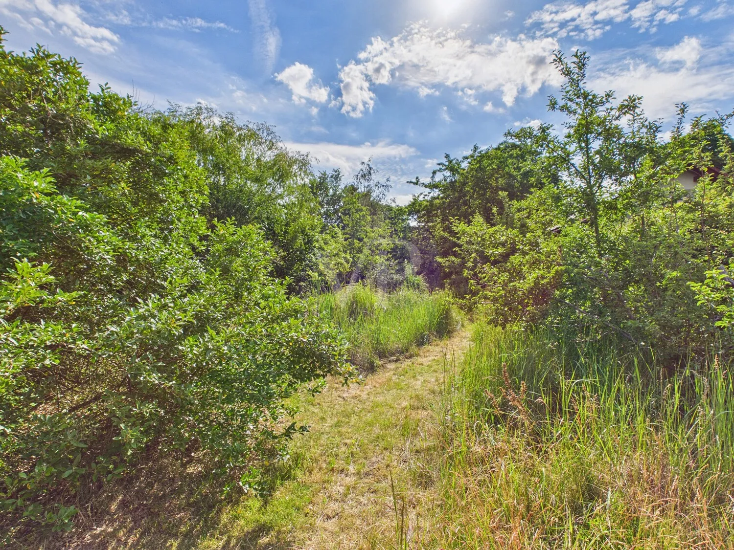 Blick in den Garten