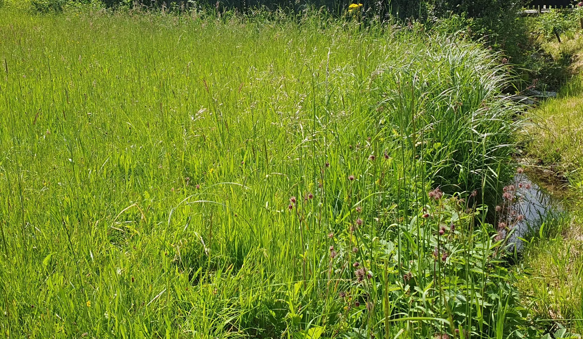 Bächlein am nördlich Grundstückrand