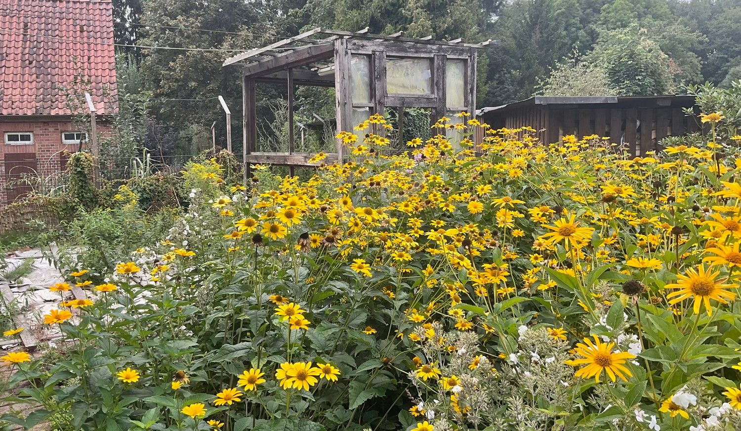 ehemaliger Gemüsegarten67-8aac-91c6f2a6d5c8_original