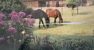 von_poll_real_estate_property_25239236_image_30