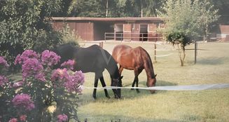 von_poll_real_estate_property_25239236_image_0