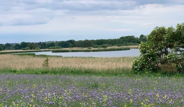 Dippelsdorfer Teich