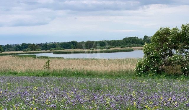 Dippelsdorfer Teich