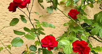 von_poll_real_estate_property_25331033_image_17