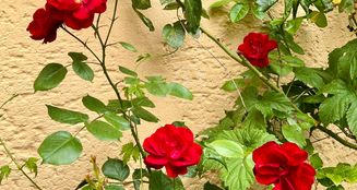 von_poll_real_estate_property_25331033_image_17