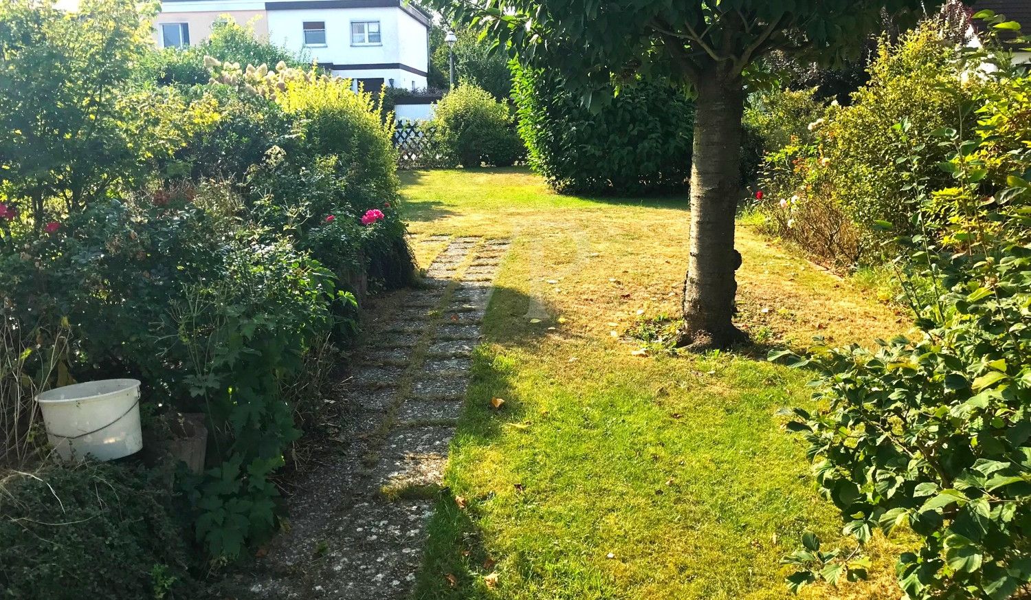 Alter Obstbaum