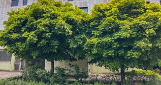 von_poll_real_estate_property_24053097.2_image_13