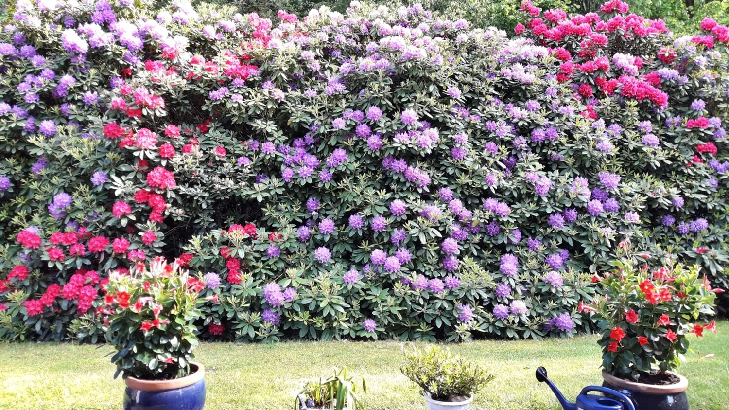 Blütezeit im Garten