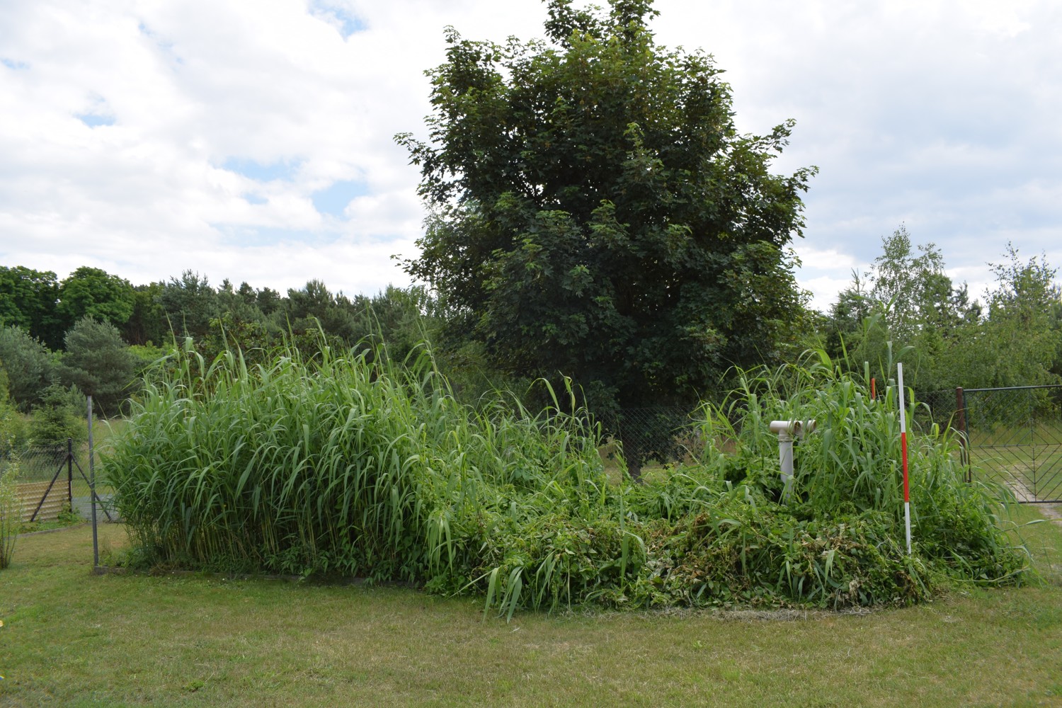 Biologische Pflanzenkläranlage