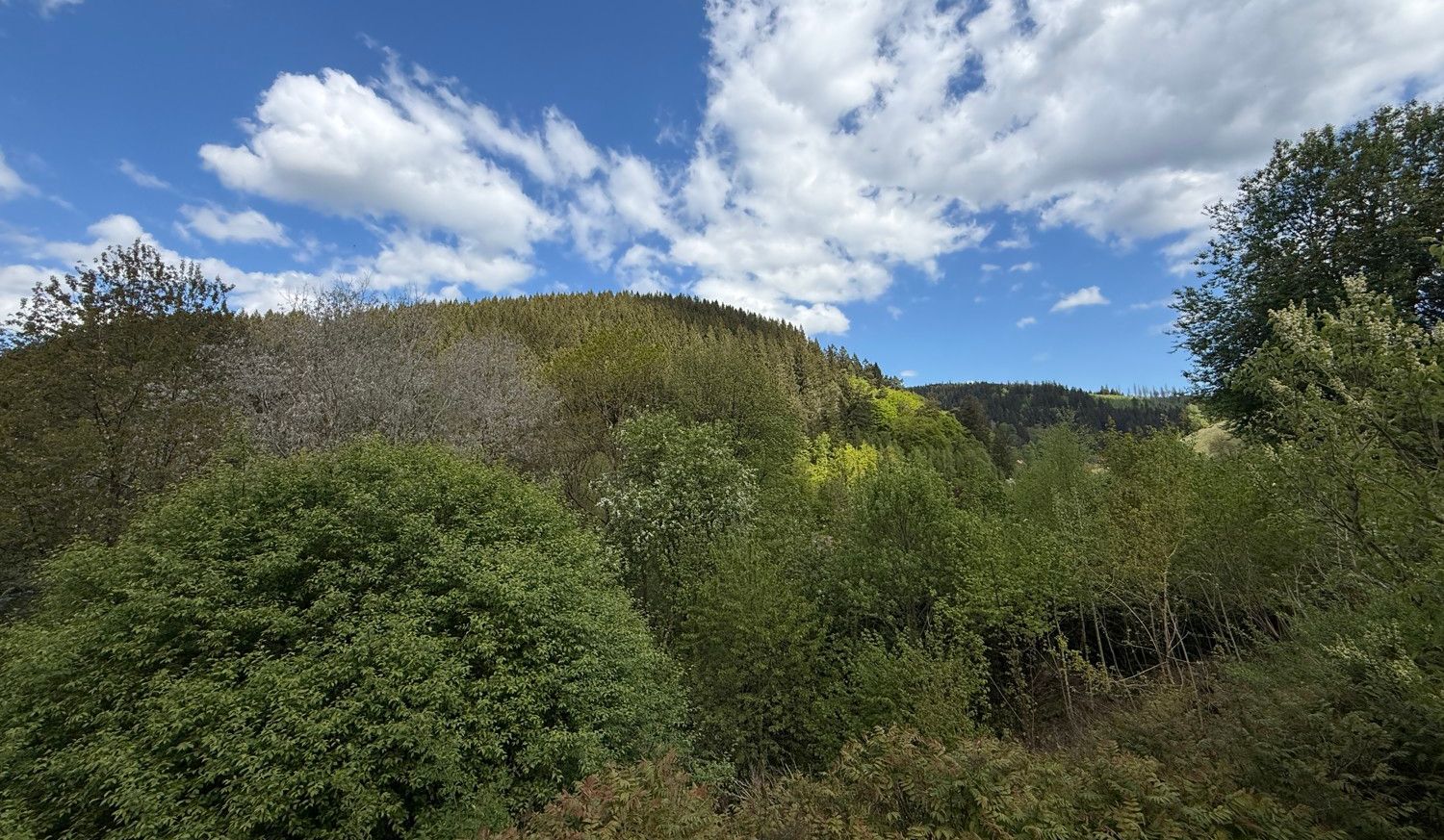 Blick ins Grüne