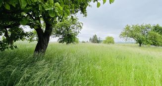 von_poll_real_estate_property_24326032_image_1