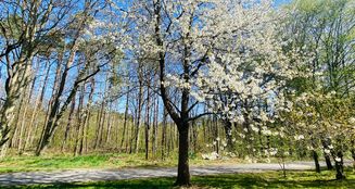 von_poll_real_estate_property_25326012_image_35