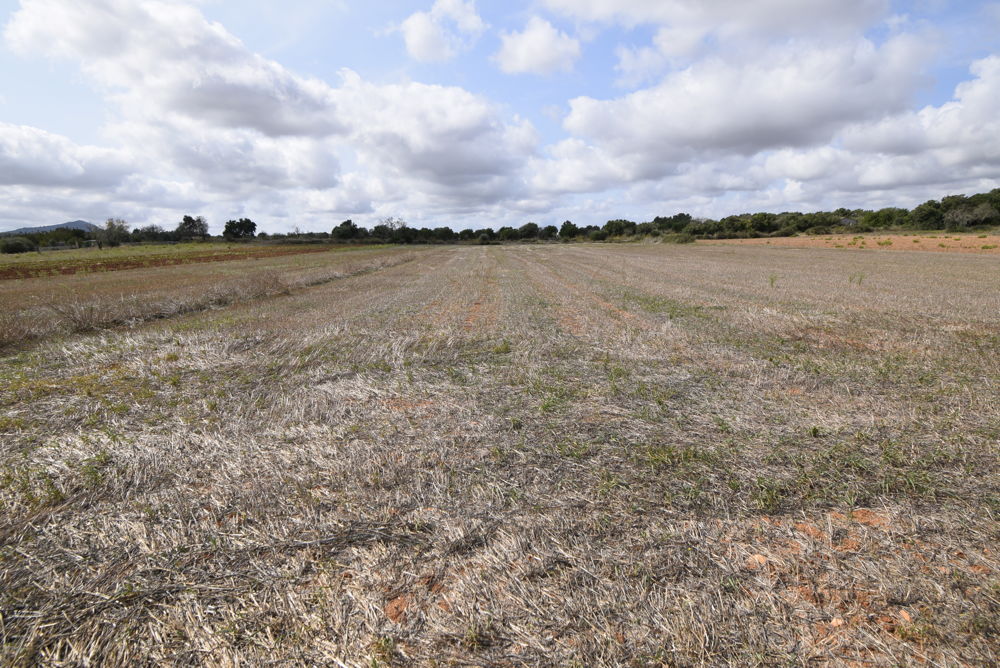 Terreno de construcción con licencia en Algaida