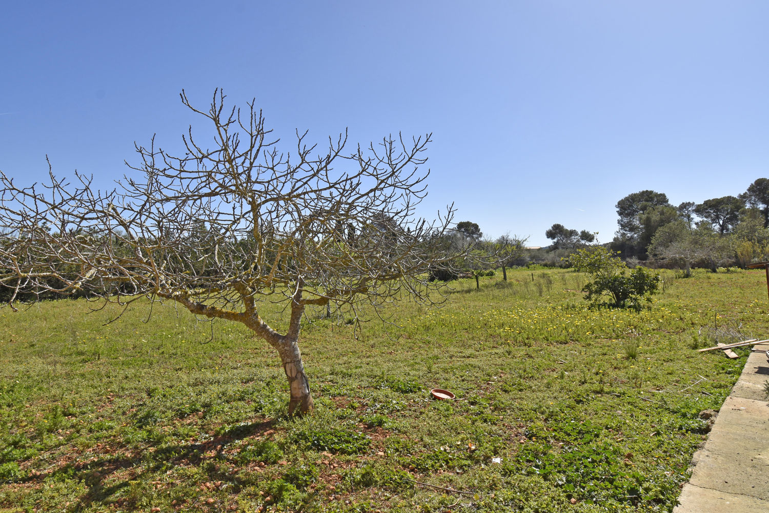 Mediterranean finca in Algaida