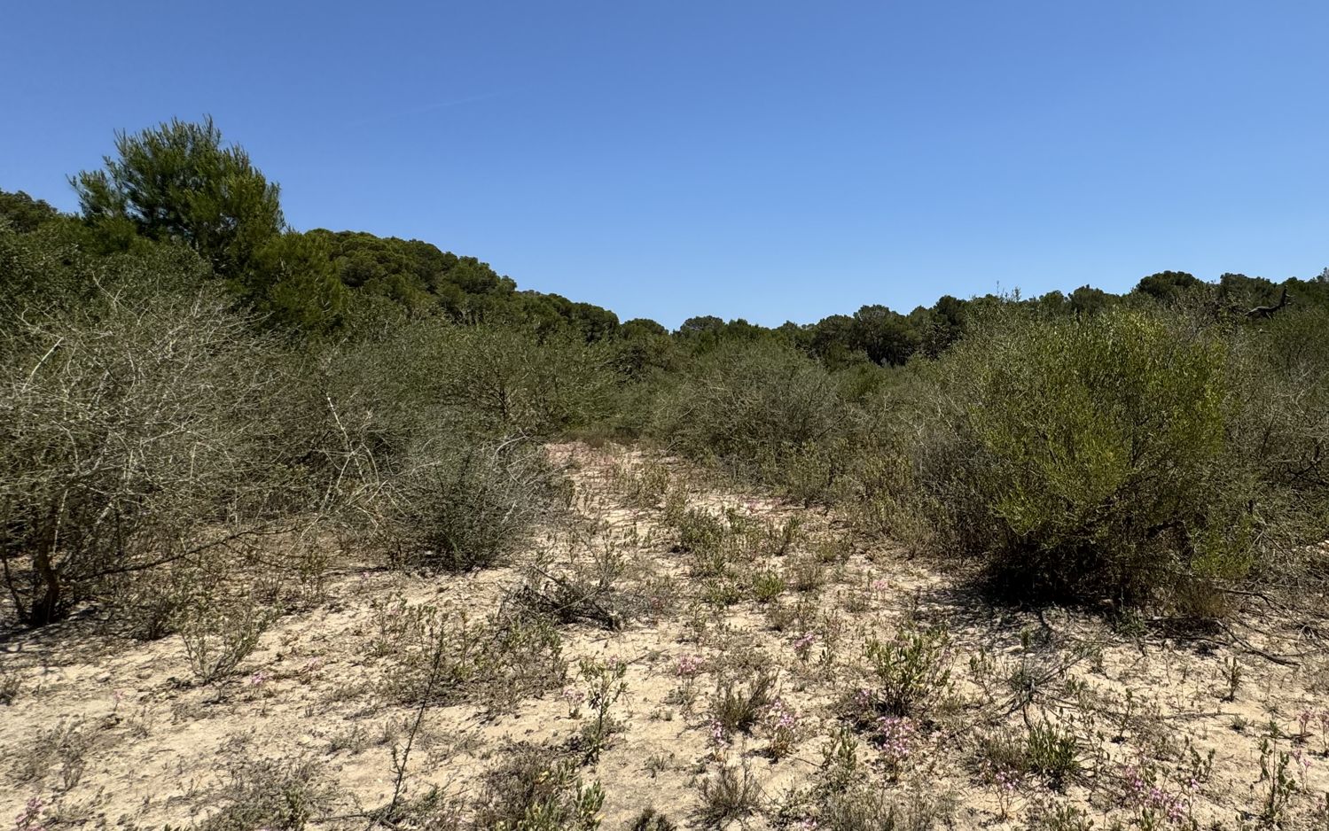 Large plot of 5.3 hectares with building license for sale in Portocolom