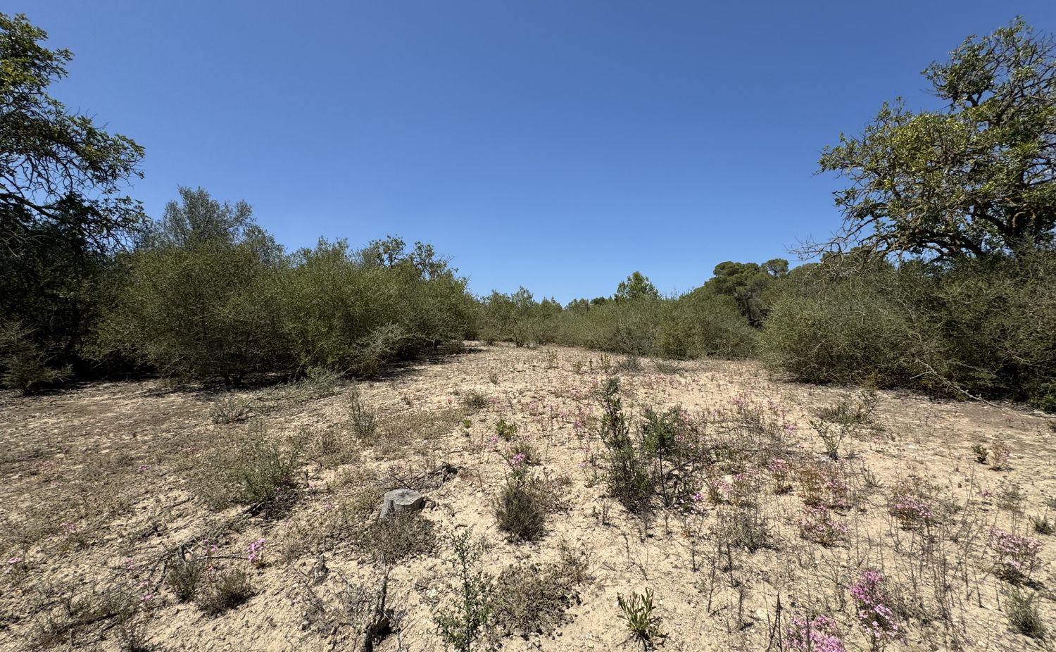 Large plot of 5.3 hectares with building license for sale in Portocolom