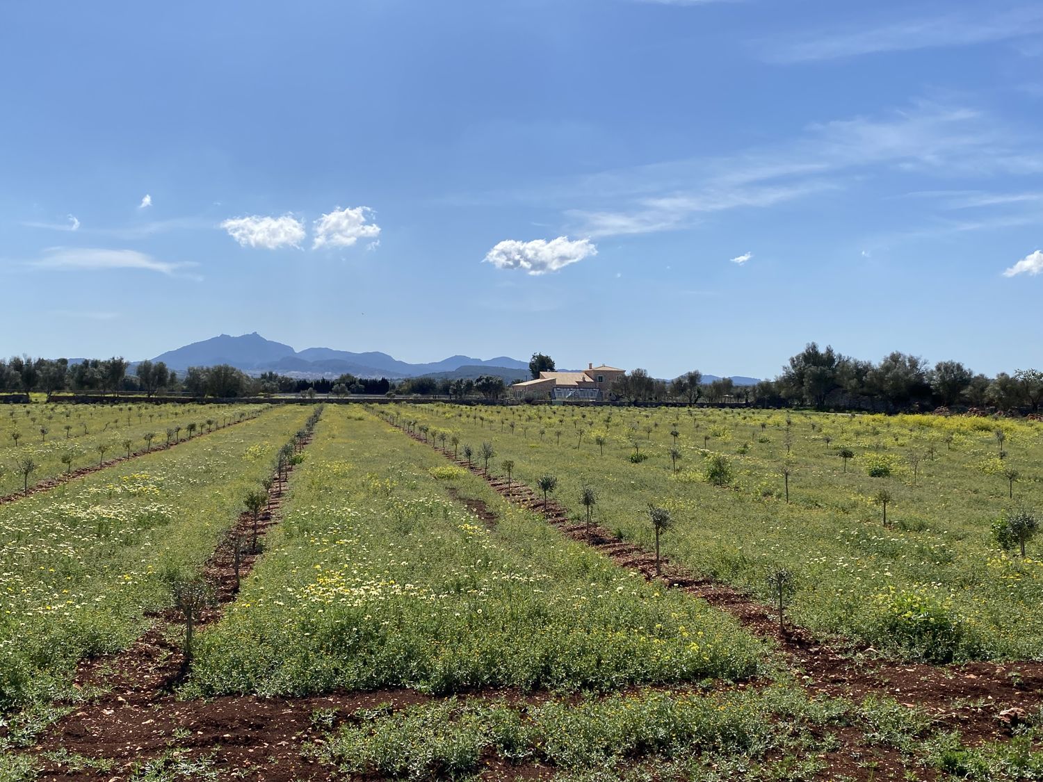 Luxurious finca with olive plantation and vineyard in Porreres