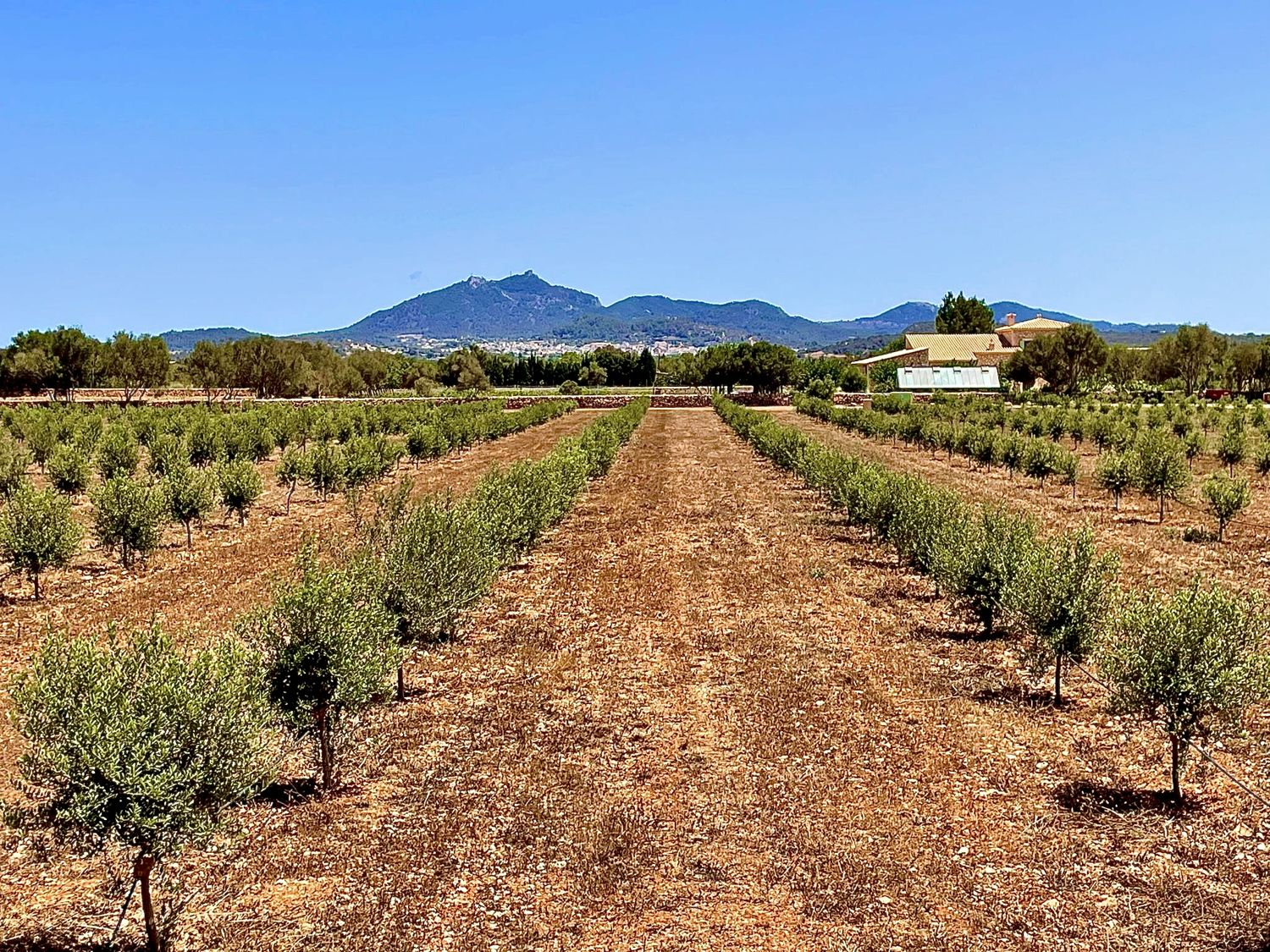 Luxuriöse Finca mit Olivenplantage und Weinberg in Porreres