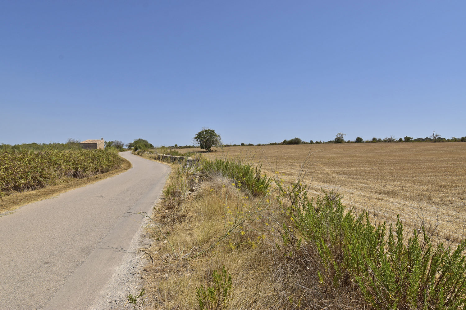 Parcela edificable en Algaida