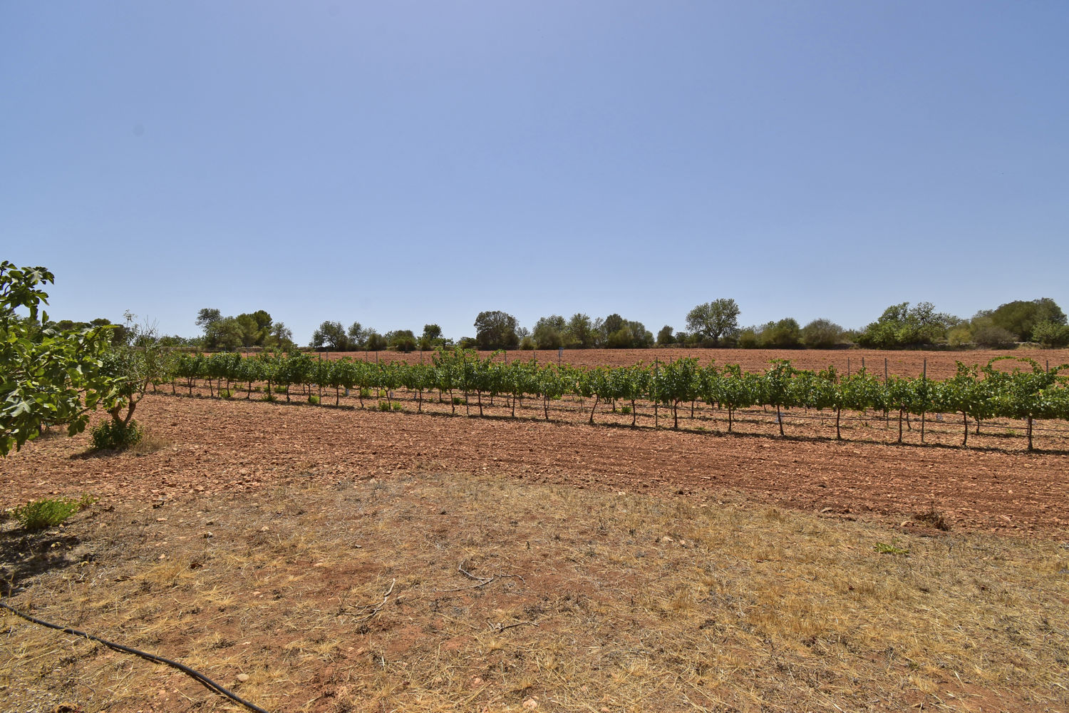 Finca de estilo mallorquín con piscina de agua salada en Felanitx