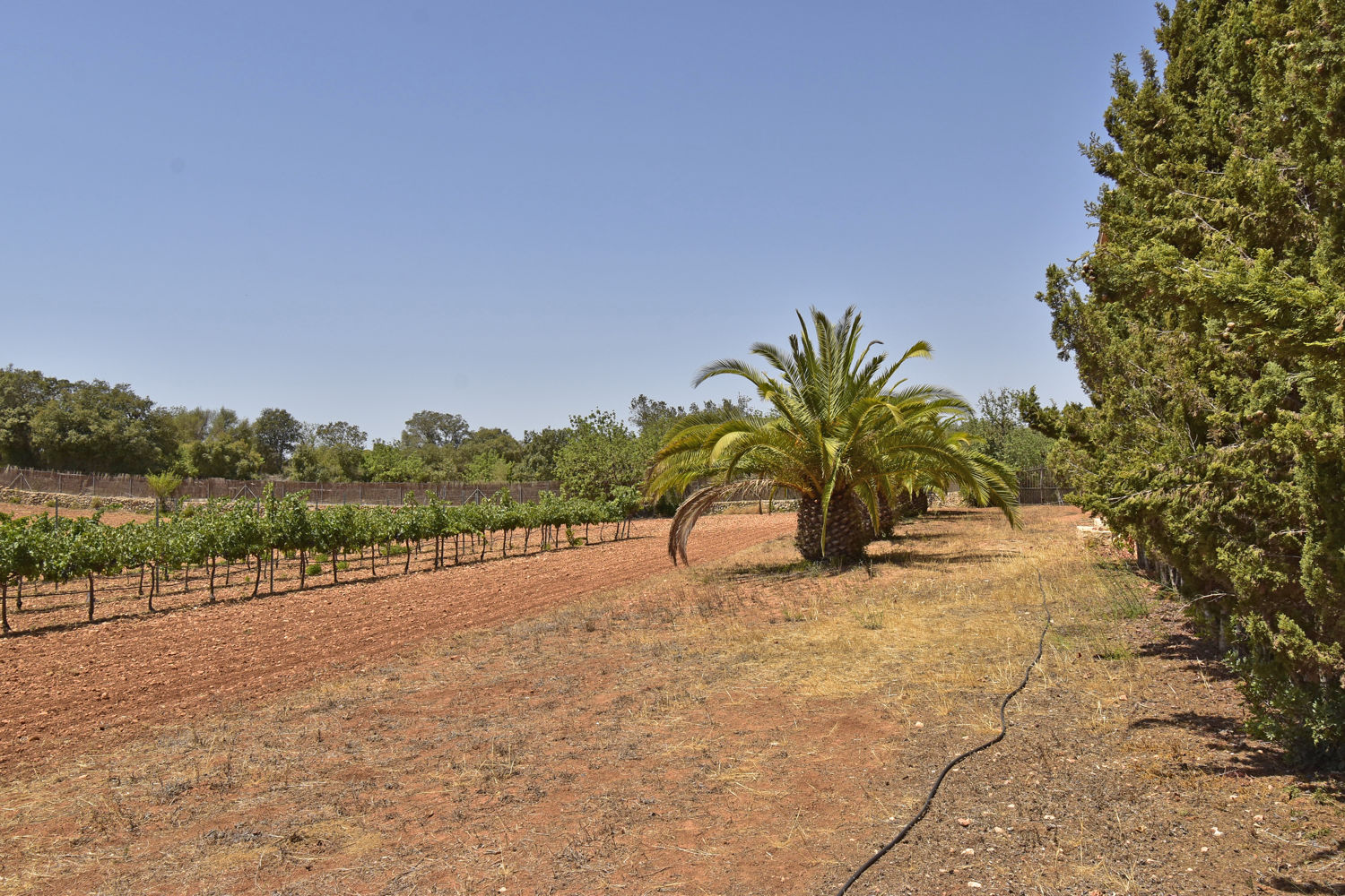 Mallorcan-style finca with saltwater pool in Felanitx